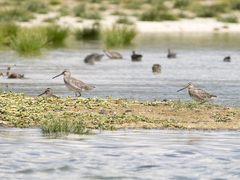Limnodromus griseus griseus