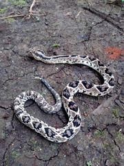 Crotalus tzabcan