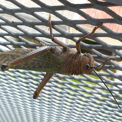 Tropidacris cristata