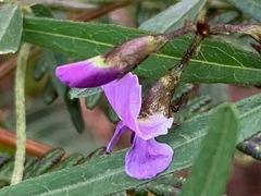 Glycine clandestina