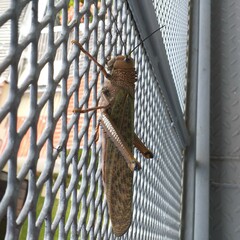 Tropidacris cristata