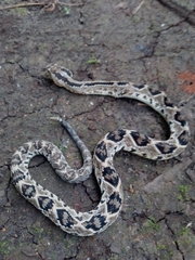 Crotalus tzabcan