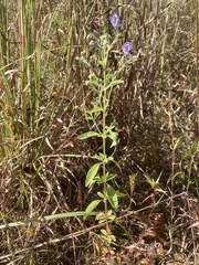 Trichostema