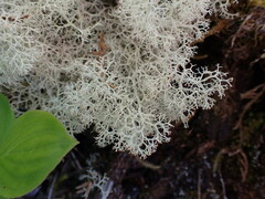 Cladonia portentosa