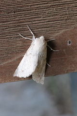 Mallomus