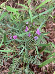 Glycine clandestina