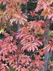 Oxydendrum