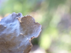 Lobarina scrobiculata