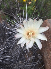 Trichocereus deserticola