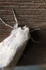 Mallomus