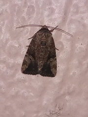 Elaphria chalcedonia