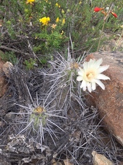 Trichocereus deserticola