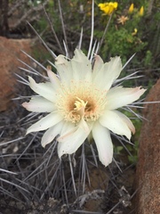 Trichocereus deserticola