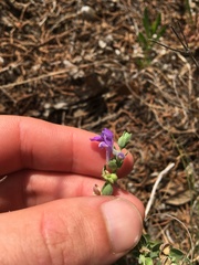 Scutellaria wrightii