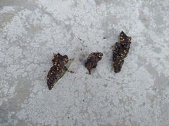 Urocyon cinereoargenteus