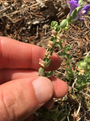 Scutellaria wrightii