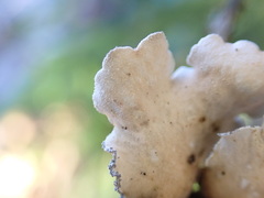 Lobarina scrobiculata