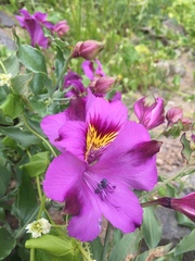 Alstroemeria philippii