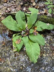 Primula japonica