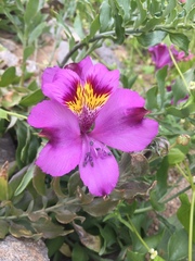 Alstroemeria philippii