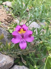 Alstroemeria philippii