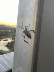 Acanthocephala declivis