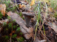 Craterellus