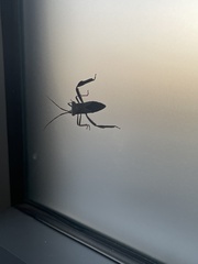 Acanthocephala declivis