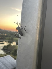 Acanthocephala declivis