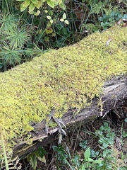 Callicladium imponens