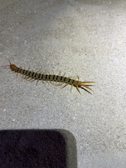 Scolopendra morsitans