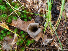 Craterellus