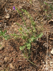 Scutellaria wrightii