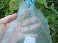 Centrosema arenicola