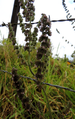 Mesosphaerum pectinatum