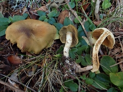 Cortinarius melanotus