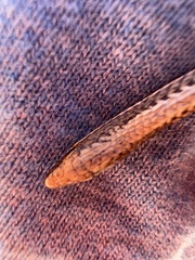 Pletholax edelensis