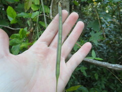 Centrosema arenicola