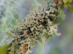 Hypogymnia hultenii