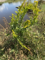 Solidago mexicana