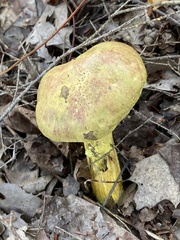 Pulveroboletus