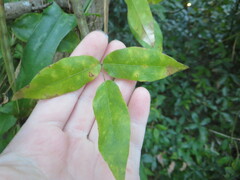 Centrosema arenicola