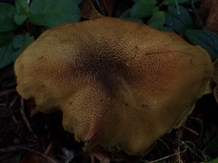 Cortinarius melanotus
