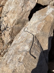 Pletholax edelensis