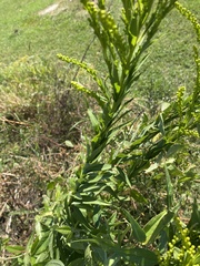 Solidago mexicana