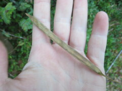 Centrosema arenicola