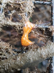 Botrylloides violaceus