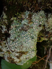 Icmadophila ericetorum