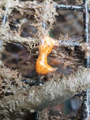 Botrylloides violaceus