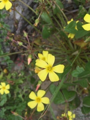 Oxalis bulbocastanum
